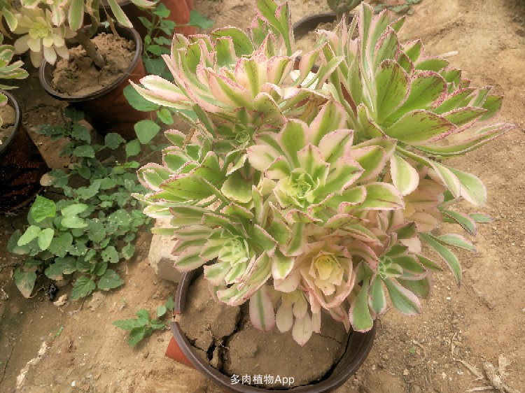 实木地板辅料安装步骤实木踢脚线安装工艺:十大外围足球平台app(图3) 十大外围足球平台app