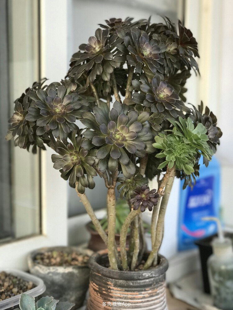 十大外围足球平台app|韩媒对三菱与华和解感到不公:未向韩国谢罪(图1) 十大外围足球平台app