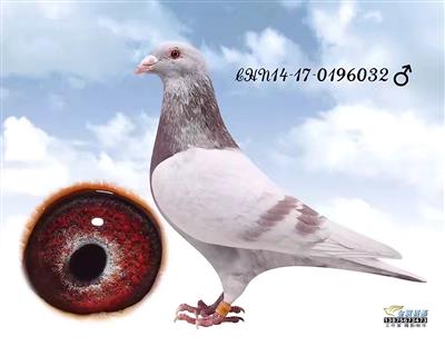 突发!传奇球星马拉多纳去世!阿根廷悼念三日‘十大外围足球平台app’(图11) 十大外围足球平台app