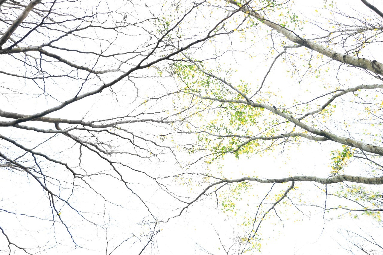 德媒:800名伊斯兰圣战者系从德国出境为恐怖组织效力|十大外围足球平台app(图1) 十大外围足球平台app